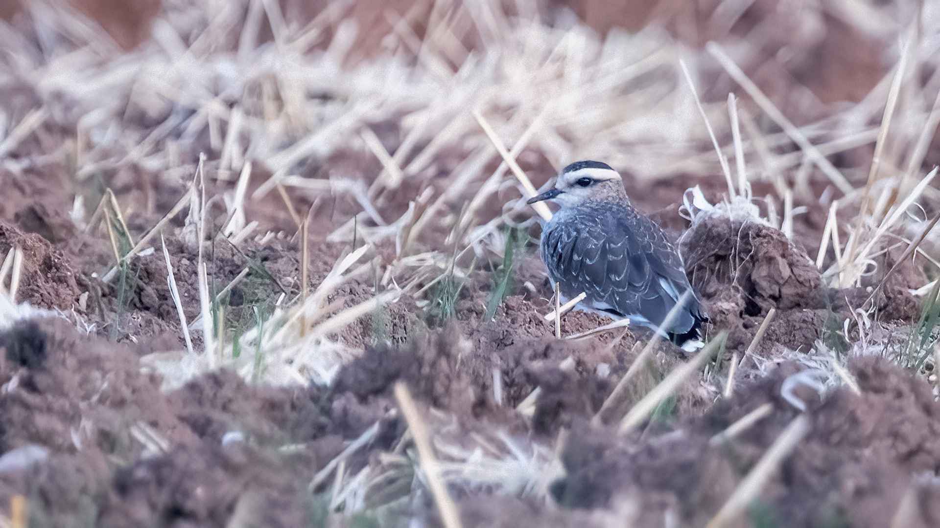Sociable Lapwing